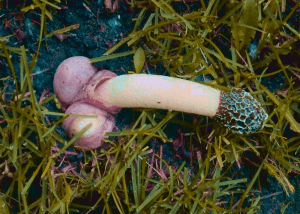 ¿Soy la única que ve penes cuando mira ciertos hongos silvestres?