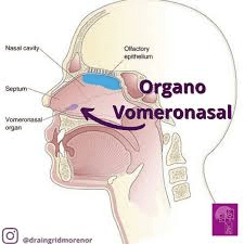 Órgano vomeronasal