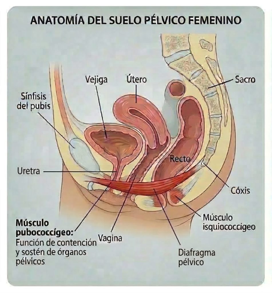 Diagrama de anatomía del suelo pélvico femenino, destacando el músculo PC que se entrena con los ejercicios de Kegel.
